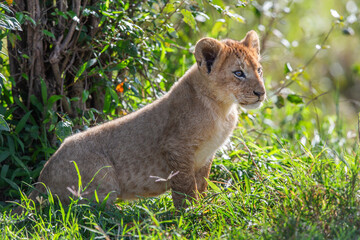 Naklejka premium Lion, lionne, lionceaux