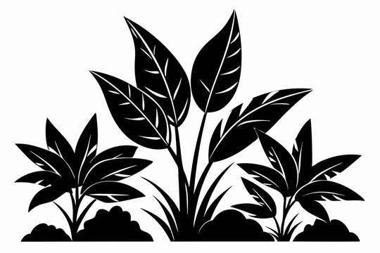 santal plants with leaves line art silhouette vector illustration