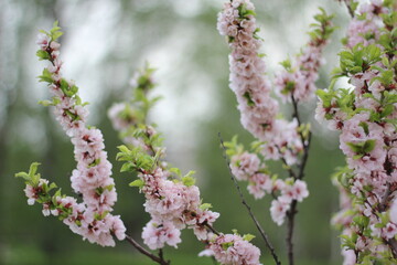Almond tree branches blooming with soft pink blossoms and verdant foliage, presenting delicate springtime beauty against natural background