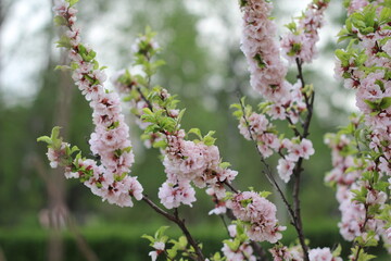 Soft pink blossoms adorning slender branches, nestled among lush green leaves, symbolizing seasonal rejuvenation and gentle springtime awakening