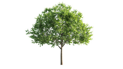 Green tree with lush foliage on transparent background