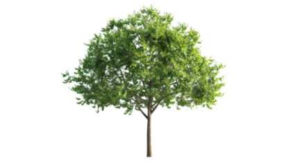 Green tree with lush foliage on transparent background