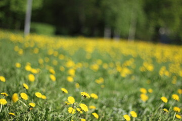 Yellow dandelions carpeting grassy meadow, soft tree silhouettes blurring distant landscape during springtime bloom