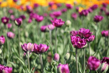 Obraz premium Purple tulips are blooming in a field, with yellow flowers blurred in the background, creating a vibrant and colorful scene of springtime beauty