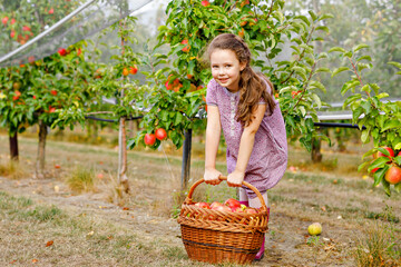 Portrait of little schoool girl in colorful clothes and rubber gum boots with red apples in organic...