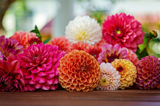 Different pink, orange and white Dahlia flowers. Colorful dahlia garden flowers, wallpaper backdrop. Blossoming dalias bloom