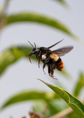Bombus haemorrhoidalis, also known as the Himalayan bumblebee, is a species of bumblebee found in South Asia, including Nepal, India, Bhutan, and China. 