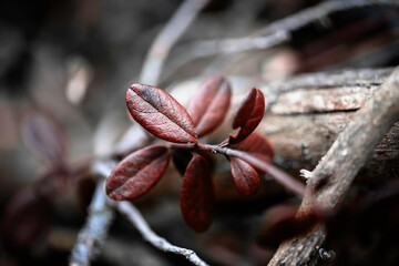 Red lingonberry branch with beautiful leaves. Cozy autumn image.