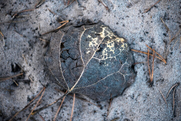Aspen leaf lying on the sand shows its unique shape and fine veins. Natural beauty and fragility of nature
