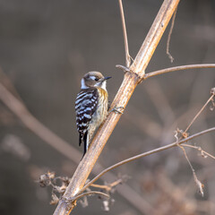 コゲラ　枯れ枝で食料を探す