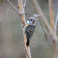 コゲラ　枯れ枝で食料を探す