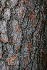 Obraz premium detail of fresh copper pine bark 