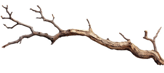Fototapeta premium [Transparent Background PNG]Dried Branch Isolated on White Background