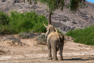 Elephant in dry Hoanib Riverbed eating Leaves of a Tree, Damaraland, Namibia