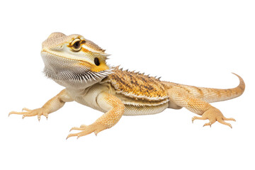 Naklejka premium Bearded Dragon Isolated on White Background with Clipping Path