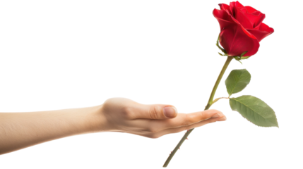 Woman hand holding red rose on transparent background