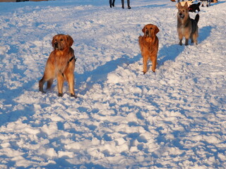 Dogs on snow waiting for the ball to be thrown in dog park in Titan park in Bucharest. Happy dog friends playing together retrieving the ball game on snow in a park in sunny day
