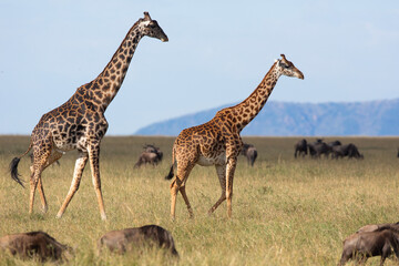 couple de girafe