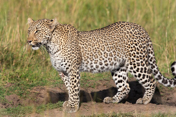 leopard