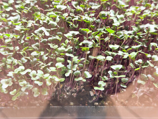 Fresh microgreens sprouting in black trays under artificial lighting indoors.