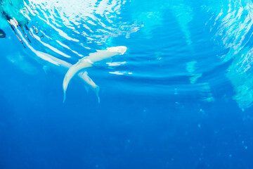 山梨の美しい忍野八海