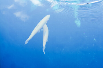 山梨の美しい忍野八海