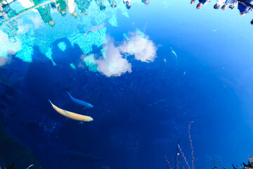 山梨の美しい忍野八海