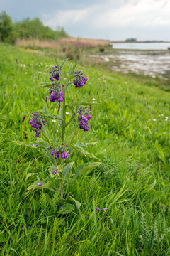 Purple flowering common comfrey plant in its natural habitat. The photo was taken on a spring day.