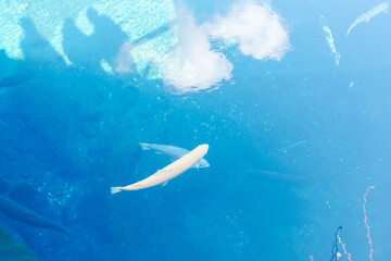 Fototapeta premium 山梨の美しい忍野八海