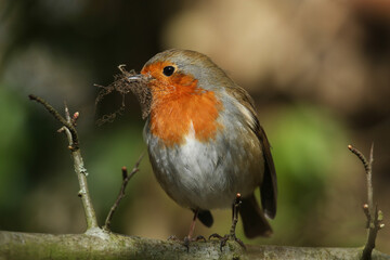 A Robin, Erithacus rubecula, perching on a branch of a tree with nesting material in its beak.