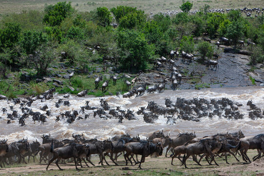 la grande migration de gnous et z&egrave;bres 