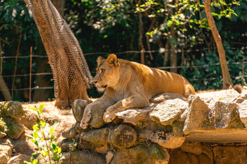 Obraz premium A beautiful female lion laying down in the sun. In the Zoo in Sao Paulo, Brazil.