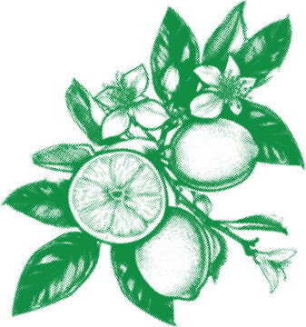 green lemons flowers botanical drawing clip art preview