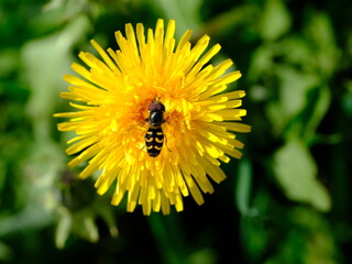 bee on dandelion