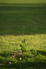 A young sapling emerges from the earth, bathed in warm golden sunlight against a vast green landscape. The small plant, with its delicate leaves and tender stem, symbolizes growth.