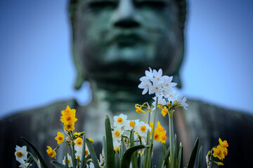 The large Buddha statue "Dai Butsu" at Kotoku In Kumakura, Japan