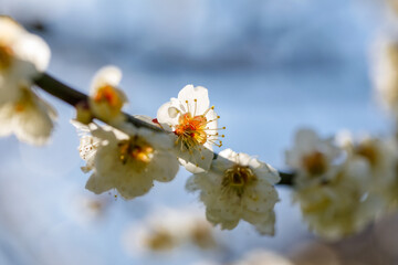 春の訪れを告げる梅の花