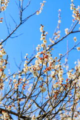 春の訪れを告げる梅の花