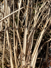 Obraz premium photography, nature, natural materials, spring