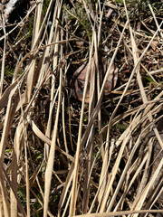 photography, nature, natural materials, spring