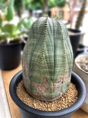 ユーフォルビア オベサ