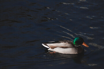 duck on the water