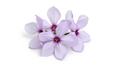 Lavender flowers isolated on white background