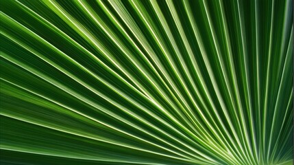 Obraz premium A close-up view of a green palm frond, showcasing its elongated, radiating leaves with vibrant lines and textures.