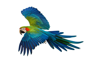 Fototapeta premium Colorful flying Harlequin Macaw parrot isolated on transparent background png file