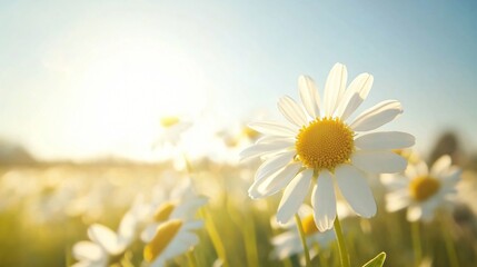 Sunlit floral field, vibrant daisies blooming under warm sunlight, peaceful natural setting, perfect for uplifting messages.