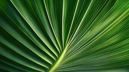 Obraz premium A close-up view of a vibrant green palm leaf showcasing its intricate textures and patterns.