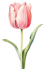 Fototapeta premium PNG Watercolor tulip flower blossom plant inflorescence.