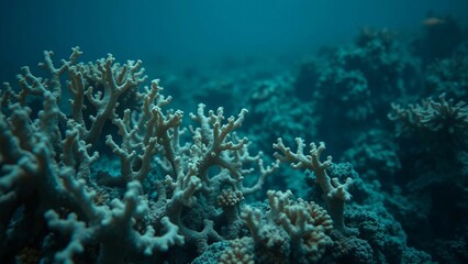 Obraz premium Expresses grief and concern over death and deterioration of a coral reef highlighting pale and devoi