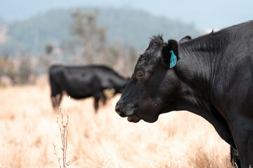 cow with jaundiced liver fluke symptoms in a field on a farm